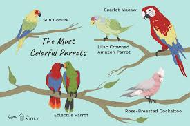 There Are Many Colorful Types Of Parrots That Make Eye Catching Pets Learn Whether One Of These Parrot Species Is Right For You In 2020 Colorful Parrots Parrot Macaw