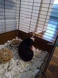 Do rabbits need salt licks? Ware Himalayan Salt On A Rope For Small Animals Petco