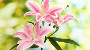 Klicken sie hier, um mehr über die blütezeiten der lilienknollen zu erfahren. Lilien Lilium Kaufen Alles Zur Pflege Heimhelden