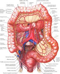 Function Of Large Intestine In Human Body Human Anatomy