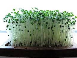 Chia Micro Greens Growing Food Microgreens Growing Microgreens