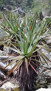Image result for Aloe bukobana