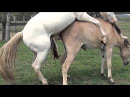New Animal Mating Animal Mating Crazy Videos Funny Video Hd 07 Fotos Criativas Na Praia Cavalos Foto Criativas
