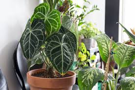 Vous devrez procéder différemment selon que vos plantes d'intérieur ont des feuilles lisses ou des feuilles duveteuses. L Anthurium Clarinervium Un Incontournable Vert Bobo