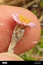 Image result for Athrixia