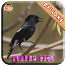 Download mp3 suara burung decu wulung dan video mp4 gratis. Download Master Kicau Burung Decu By Fatih Apps Apk Latest Version For Android