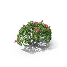 Delonix regia blooms in the spring or summer. Royal Poinciana Tree Png Images Psds For Download Pixelsquid S11222329d