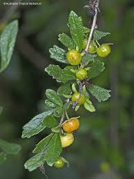 Image result for Ehretia obtusifolia