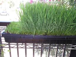 Juice from the leaves is extracted and consumed raw, as proponents believe the enzymes. How To Grow Wheatgrass Growing Instructions With Pictures