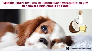 Image result for MCAD Deficiency