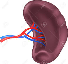 El bazo inflamado o dilatado es una condición que también se conoce como esplenomegalia. Ilustracion Del Vector De Bazo Humano Anatomia Ilustraciones Vectoriales Clip Art Vectorizado Libre De Derechos Image 52092173