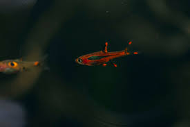 everyone should have chili rasboras in their planted tanks : rPlantedTank