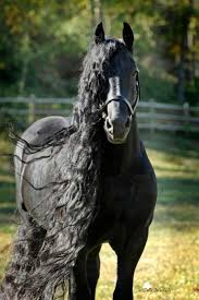 There We Go Long Black Hair Yes This Is A Horse But This Is The Only Long Hair That Is Black Picture That I Could F Horses Friesian Horse Friesian Stallion