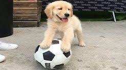 Pet Stores That Sell Puppies Near Me How To Find The Best Places Puppies Near Me Pet Care Cats Pet Care Business