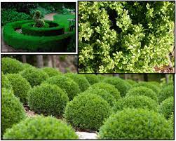 Green velvet boxwood is an extremely hardy hybrid boxwood variety that is especially well suited for use in the southeastern us, due to its increased tolerance of warmer climates & higher humidity. Green Velvet Boxwood Hinsdale Nurseries