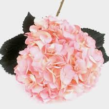 Check spelling or type a new query. Spray Tinted Hydrangea Light Pink Wholesale Blooms By The Box