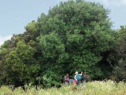 Image result for Beilschmiedia michelsonii