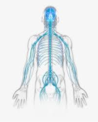 A trivia quiz called cross section of spinal cord and vertebrae. Te Nervous System Diagram Unlabeled Nervous System Grade 10 Free Transparent Clipart Clipartkey