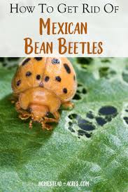 Species varivestis (mexican bean beetle). Mexican Bean Beetle Control Naturally For Home Gardens Garden Pests Slugs In Garden Garden Pest Control