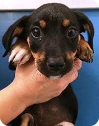 Black And Tan Miniature Jack Russell Terrier Bryan Tx Jack Russell Terrier Miniature Pinscher Mix Meet A Puppy For Adoption Http Www Adoptapet Com Pet 16973345 Kitten Adoption Puppy Adoption Pets