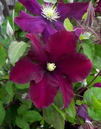 Maybe you would like to learn more about one of these? Esplosione Aceto Chi Clematis Warszawska Nike Uk Parente Pensa Al Futuro Guardia