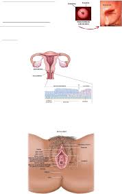 Grátis: Resumo de Ginecologia - Material Claro e Objetivo em PDF para  Estudo Rápido