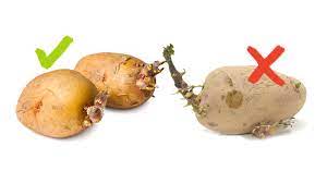 When they start to go bad, this scent changes, becoming bitter and moldy. To Eat Or Not To Eat How To Tell When Potatoes Are Bad Utopia