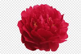 Maybe you would like to learn more about one of these? My Peony Society Png Images Pngwing