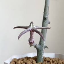 Image result for Ceropegia mirabilis