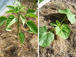 Maybe you would like to learn more about one of these? How To Protect Your Garden During A Heat Wave Eartheasy Guides Articles Eartheasy Guides Articles