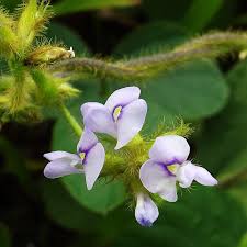Image result for Calopogonium mucunoides