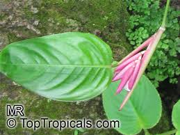 Image result for Marantochloa congensis