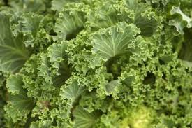 We're the kind of people that need to watch someone actually harvest a vegetable in order to have any questions or comments about kale, my garden or the books that are behind me at the beginning of my youtube video (they're mostly my. How To Cut Kale Stems