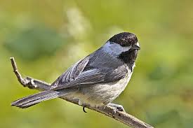 Apply to monitor, server, administrative assistant and more! Black Capped Chickadee Wikiwand