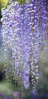 Lovely Wisteria Purple Flowers Beautiful Flowers Flowers Photography
