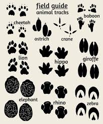 Pin By Frik On Crafts Jungle Nursery Art Animal Footprints Animal Tracks