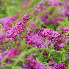 Image result for Buddleja pulchella