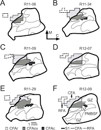 Basic concepts of alphabetical order. Corticocortical Connections Of The Rostral Forelimb Area In Rats A Quantitative Tract Tracing Study Biorxiv