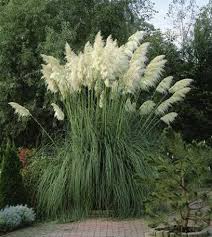 Maybe you would like to learn more about one of these? Pampasgras Der Blickfang In Jedem Garten Floragard Gartenwelt