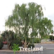 Image result for Acacia schweinfurthii