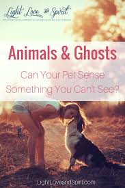 12 Signs Spirit Is Trying To Get Your Attention Light Love Spirit Can Dogs See Spirits Can Your Pet Spiritual Animal
