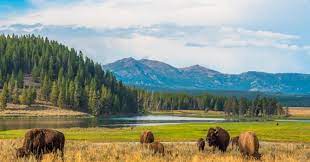 In addition to adapting to our new normal in the wake of the public health crisis, many people are also getting back into the swing of ordinary life to. What Is The World S Largest National Trivia Questions Quizzclub