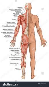 Urine travels through the ureters to the bladder.the bladder fills with urine, holding it until you're ready to release it. Anatomical Board Male Anatomy Man S Anatomical Body Human Muscular System Surface Anatomy Body Human Muscular System Human Muscle Anatomy Muscular System