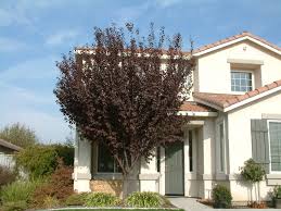 Well, i know mine is fruiting! Prunus Cerasifera Krauter Vesuvius Krauter Vesuvius Flowering Plum Plantmaster