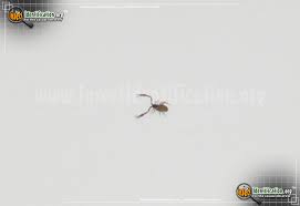 This is an archived article and the information in the article may be outdated. Pseudoscorpion
