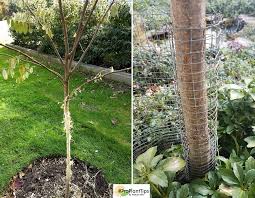 Protecting fruit trees from deer. Protect Trees From Deer Off 55 Online Shopping Site For Fashion Lifestyle