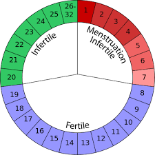 menstrual cycle read biology ck 12 foundation