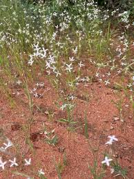 Image result for Kohautia