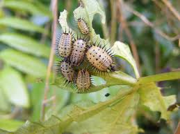 Image result for Polysphaeria harrisii