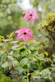 so many years have passed this is still my favourite plant in the liliaceae family 开瓣豹子花 nomocharis aperta in situ shangri la yunnan 34 plants flora nature